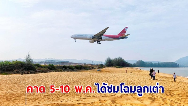 เต่ามะเฟืองAOTวางไข่ หาดจุดชมวิวสนามบินภูเก็ต คาด 5-10 พ.ค.ได้ชมโฉมลูกเต่า