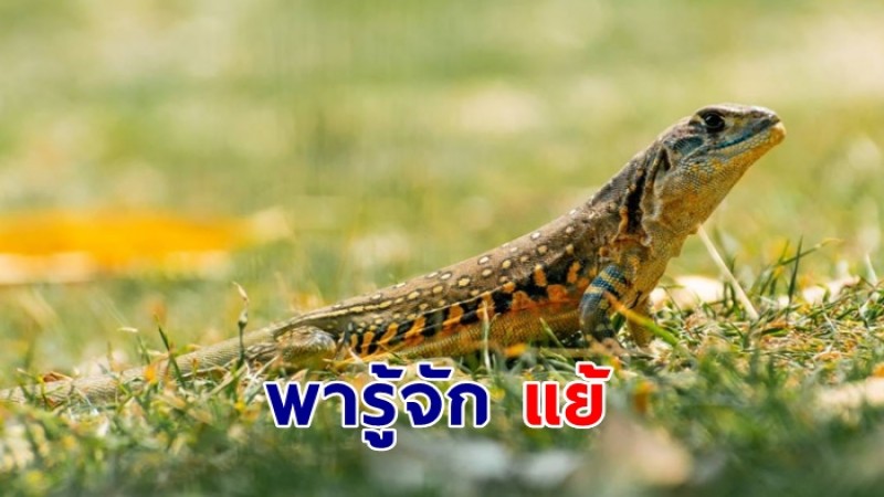 พารู้จัก แย้ สัตว์เลื้อยคลานจำพวกกิ้งก่า ภาษาลาว-อีสานว่า "แปว"