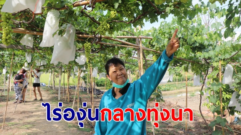 ชาวนาวัย 60 ทำไร่องุ่นกลางทุ่งนา หันมาทำเกษตรผสมผสานทำสวนปลูกผักทำนาเลี้ยงปลามีรายได้ตลอดปี 