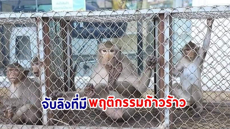 กรมอุทยานแห่งชาติฯ​ แจงการจับลิง​ลพบุรี เป็นเพียงจับลิงที่มีพฤติกรรมก้าวร้าวเท่านั้น​ ไม่ใช่การดักจับเพื่อเคลื่อนย้าย