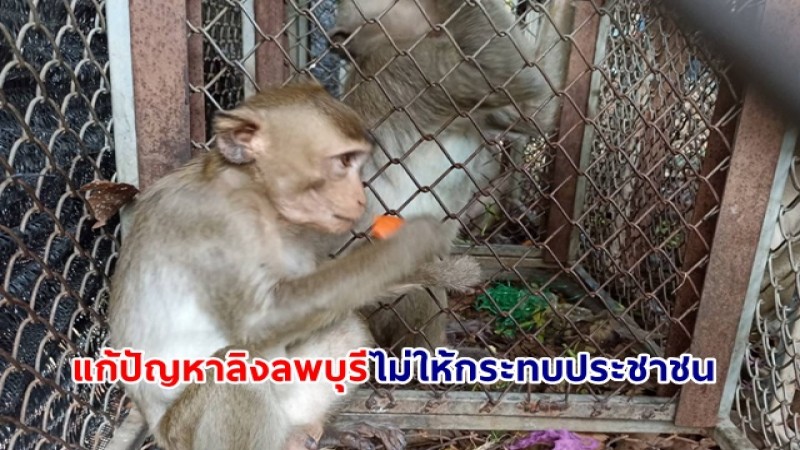 พล.ต.อ. พัชรวาทย้ำแก้ปัญหาลิงลพบุรีไม่ให้กระทบประชาชนลิงเกเร 23 ตัว​ กรมอุทยานฯ​ ดูแลดีไม่ต้องกลัวหลุด