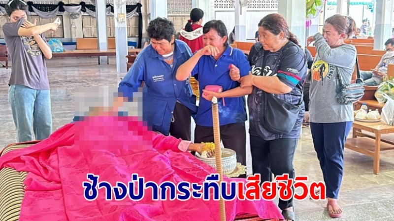 หนุ่มวัย 45 นอนเฝ้าสวนมะม่วงถูกช้างป่ากระทืบเสียชีวิต