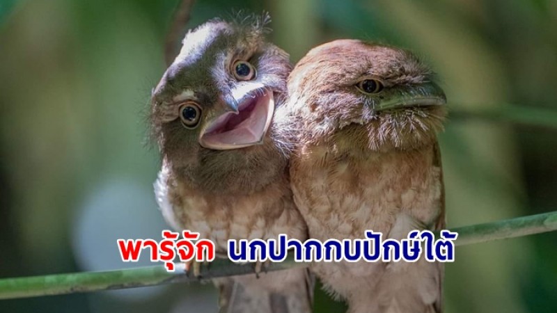 พารู้จัก นกปากกบปักษ์ใต้ นกหายาก พรางตัวเก่ง 