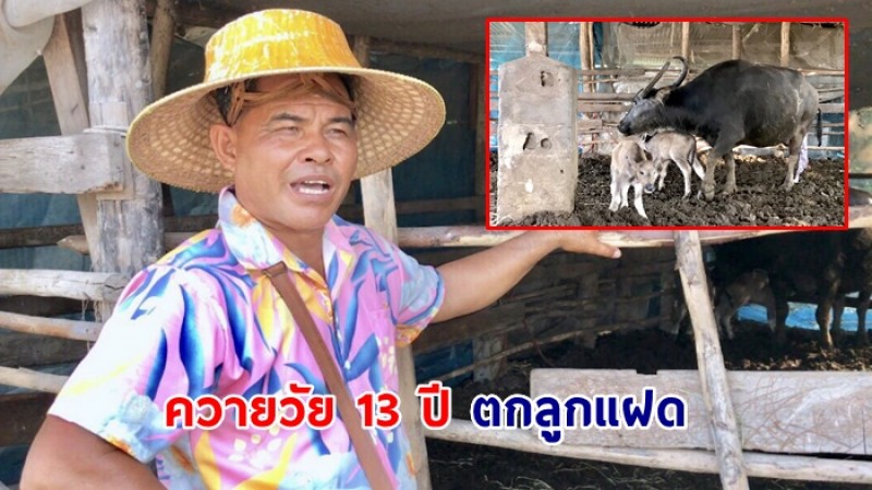 ควายวัย 13 ปี ตกลูกแฝด เจ้าของลั่นไม่เคยเห็นควายแฝดแบบนี้มาก่อน - ชาวล้านแห่ตีเลข