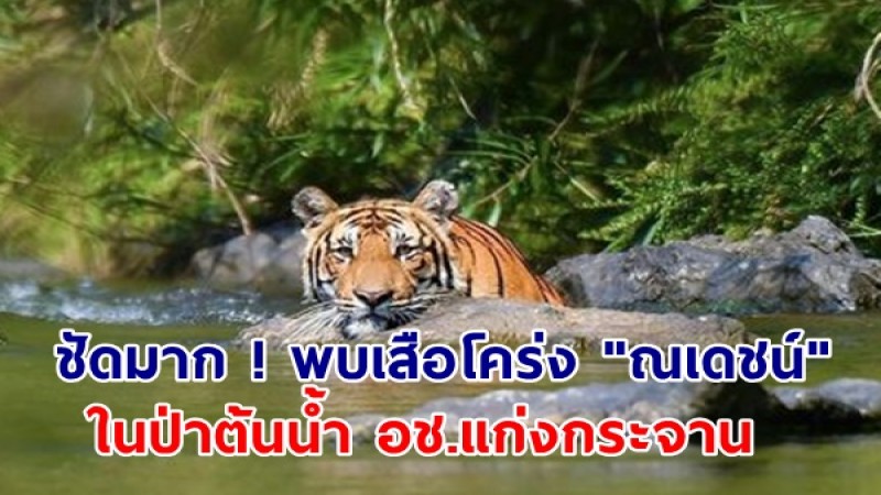 พบเสือโคร่ง "ณเดชน์" และสัตว์ป่านานาชนิด อวดโฉมหน้ากล้องดักถ่าย ในป่าต้นน้ำ อช.แก่งกระจาน