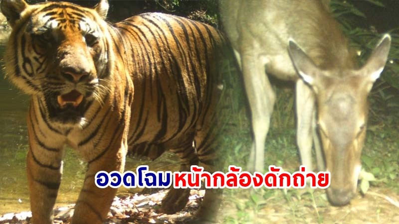 พบเสือโคร่ง "ณเดชน์" และสัตว์ป่านานาชนิด อวดโฉมหน้ากล้องดักถ่าย ในป่าต้นน้ำ อช.แก่งกระจาน