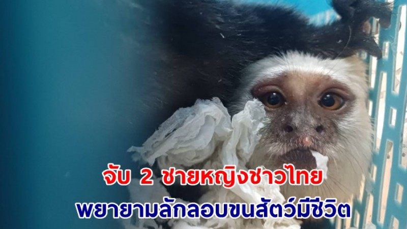 จับ 2 ชายหญิงชาวไทย พยายามลักลอบขนสัตว์มีชีวิต ออกนอกประเทศที่สนามบินสุวรรณภูมิ มูลค่าเสียหายนับแสนบาท