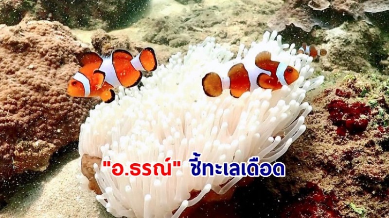 "อ.ธรณ์" ชี้ทะเลเดือด! กำลังฆ่าปลาการ์ตูน น้ำร้อนจัดหวั่นฟักไข่น้อยลง 