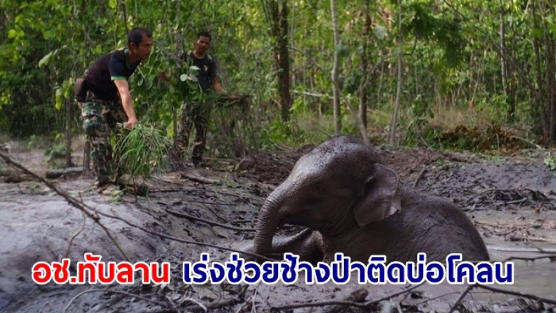 อช.ทับลาน เร่งช่วยช้างป่าติดบ่อโคลน หลังพบขณะลาดตระเวนป้องกันภัยคุกคามในพื้นที่