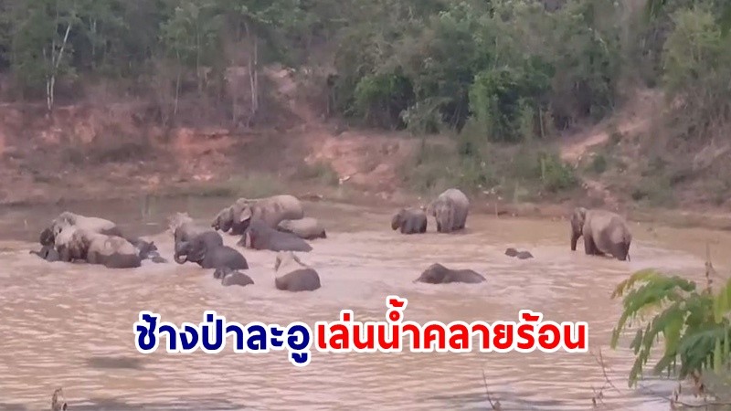 "ช้างป่าโขลงใหญ่" ลงเล่นน้ำคลายร้อน อวดโฉมนักท่องเที่ยว บริเวณเส้นทางท่องเที่ยวน้ำตกป่าละอู