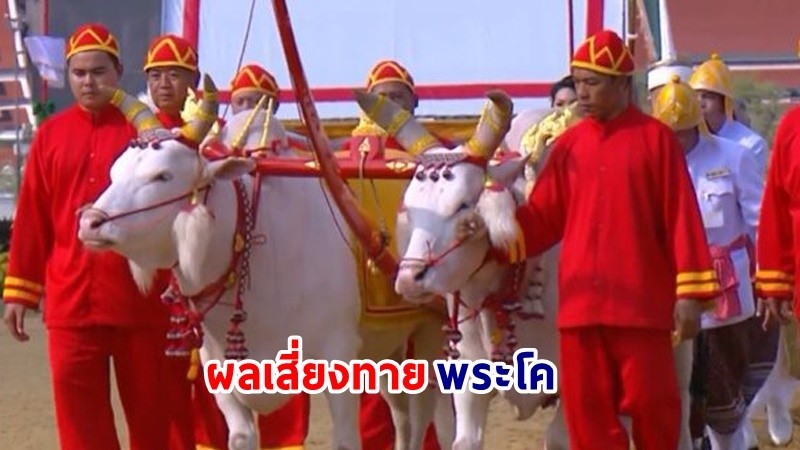 เปิดผลเสี่ยงทาย ! "พระโค"  ในพระราชพิธีจรดพระนังคัลแรกนาขวัญ ปี67