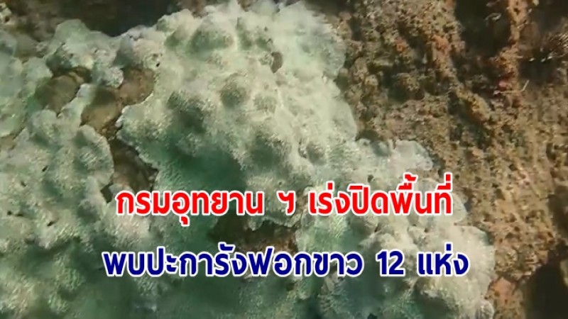 กรมอุทยาน ฯ เร่งปิดพื้นที่ห้ามรบกวน ล่าสุดพบปะการังฟอกขาวในเขตอุทยาน ฯ ทั้งฝั่งอ่าวไทยและอันดามัน 12 แห่ง