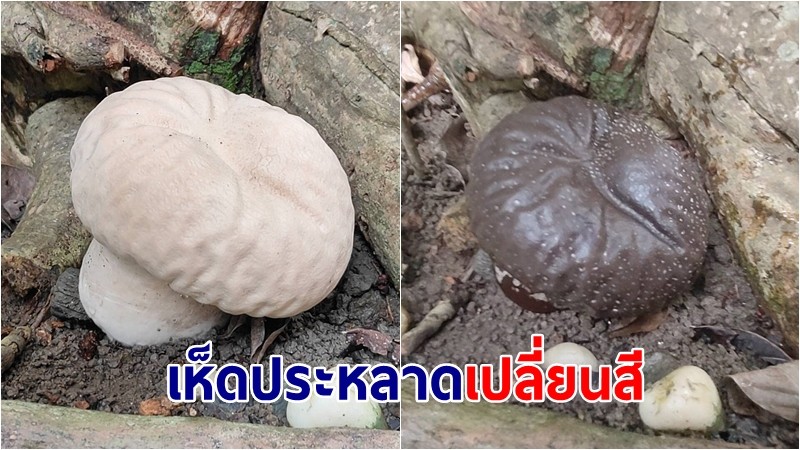 ตะลึงอีกรอบ! “เห็ดประหลาด“ โผล่ร้านน้ำชา เปลี่ยนสีขาวเป็นดำช่วงข้ามคืน