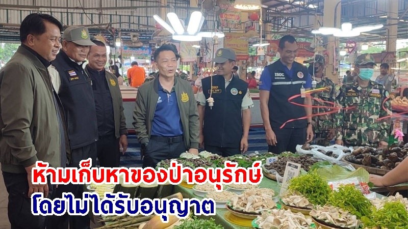 กรมอุทยานฯ เข้มตรวจร้านค้าของป่า เน้นห้ามเก็บหาของป่าอนุรักษ์ โดยไม่ได้รับอนุญาตในพื้นที่ป่าถูกไฟไหม้