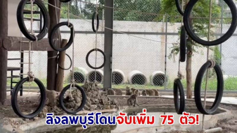 คืบหน้าล่าสุด ลิงลพบุรีโดนจับเพิ่ม 75 ตัว! รวมยอดสะสม 234 ตัว