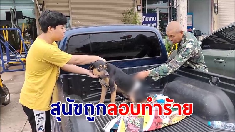 สงสาร "เจ้าบูบู๊" สุนัขพันธุ์ไทย ถูกคร้ายซุ่มยิงลูกดอกปักกลางหลัง หวังเอาให้ตาย