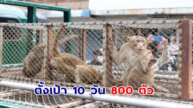 ลพบุรี จับลิงรอบ 2  ยอด 127 ตัว ตั้งเป้า 10 วัน 800 ตัว