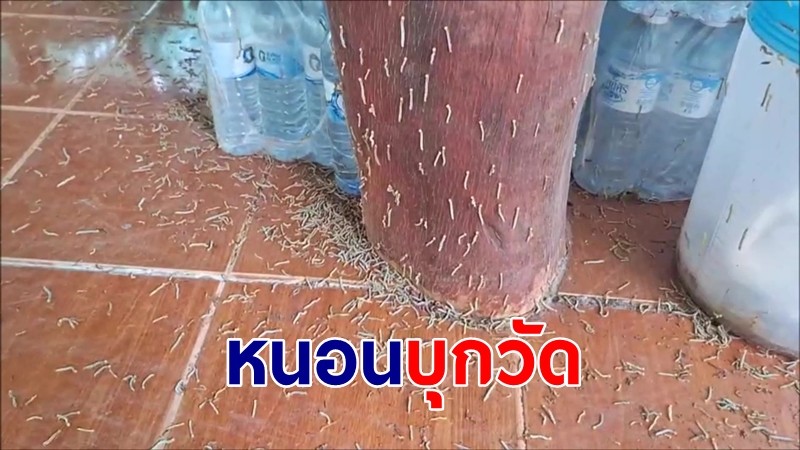 "หนอนประดู่" นับล้านตัวบุกวัด พระ-ชาวบ้าน ผวาอยู่ลำบาก