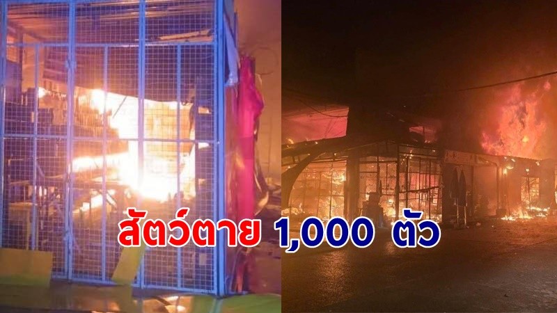 หดหู่ ! "ไฟไหม้จตุจักร" โซนขายสัตว์ เผาวอดร้านค้า 118 ร้าน สัตว์ตายนับ 1,000 ตัว !