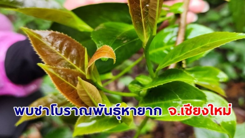 พบชาโบราณพันธุ์หายาก ที่หน่วยจัดการต้นน้ำแม่ศึก จ.เชียงใหม่