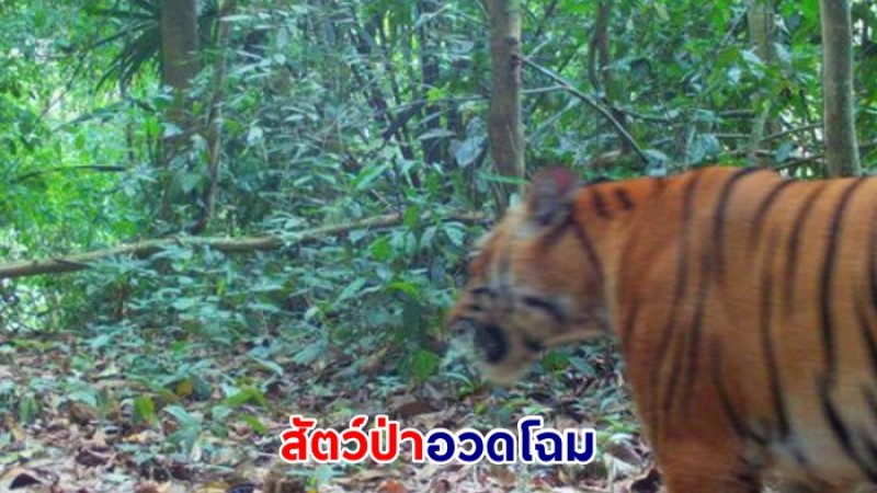 สัตว์ป่าอวดโฉม ย้ำความอุดมสมบูรณ์ผืนป่ามรดกโลก แก่งกระจาน