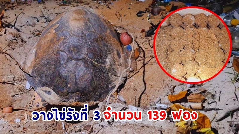 เต่ากระ "แม่เพรียง" ขึ้นวางไข่รังที่ 3 จำนวน 139 ฟอง บนชายหาดเกาะทะลุ อุทยานแห่งชาติอ่าวสยาม