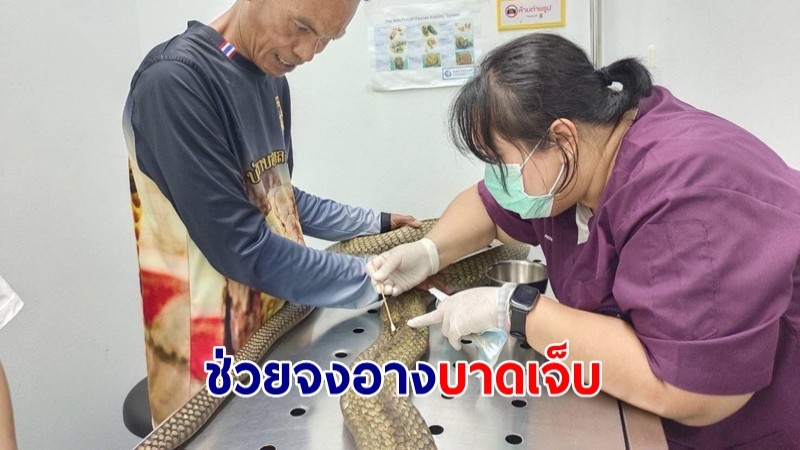 สุดสงสาร! งูจงอางยักษ์ 4 เมตร บาดเจ็บ สัตวแพทย์ช่วยก่อนปล่อยป่า 