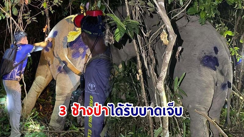 3 ช้างป่า "พลายกาหลง-พลายหงส์ทอง-พลายแสบ" ได้รับบาดเจ็บ ทีมสัตวแพทย์เร่งรักษาอาการ