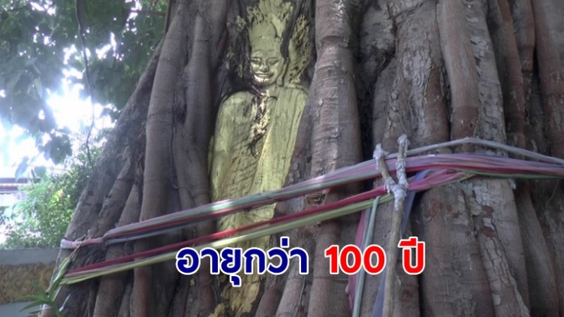 พระพุทธรูปกกโพธิ์ พระแกะสลักต้นโพธิ์ขนาดใหญ่ เก่าแก่อายุกว่า 100 ปี