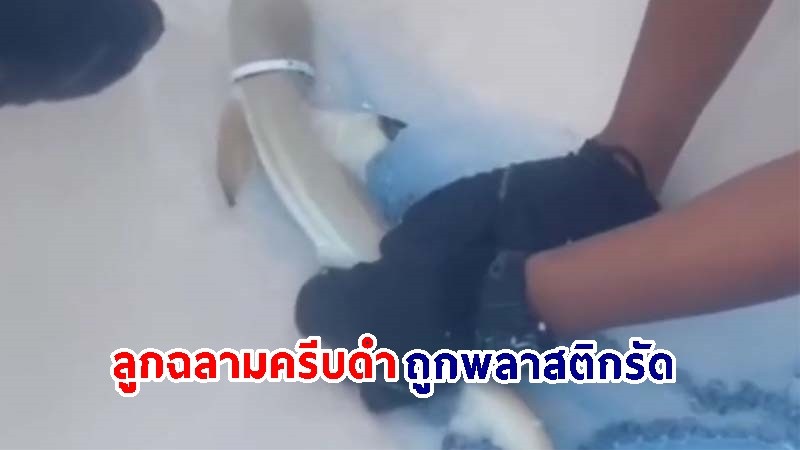 ช่วยเหลือ ! "ลูกฉลามครีบดำ" ถูกพลาสติกรัด ปิดทับช่องเหงือก รอดหวุดหวิด