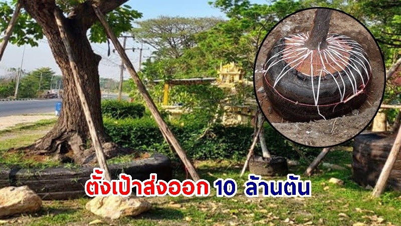 "ซาอุดีอาระเบีย" สั่งต้นไม้ล้อมในประเทศไทย 10 ล้านต้น