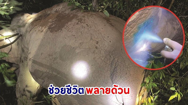 ช่วยชีวิต ! "พลายด้วน" ขาหลังซ้ายบาดเจ็บ-มีหนอง พร้อมติดตามอาการใกล้ชิด