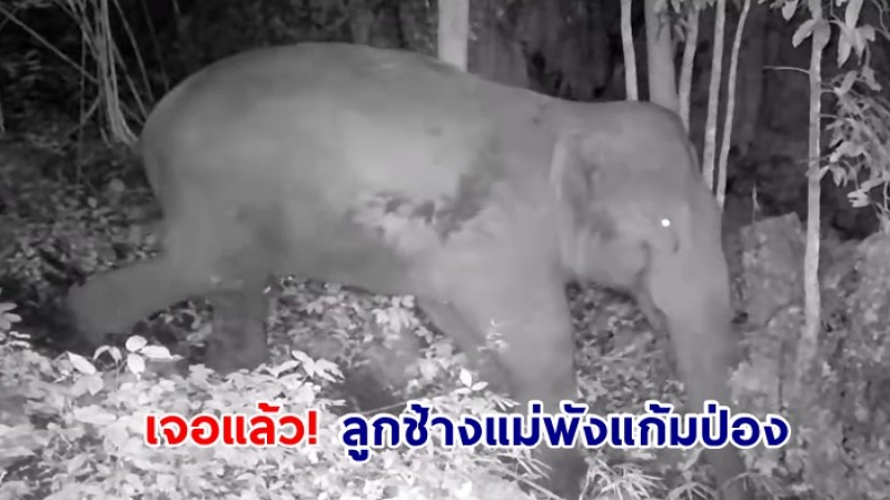 เจอแล้ว! ลูกช้างแม่พังแก้มป่อง กล้องอุทยานแห่งชาติทองผาภูมิ จับภาพได้