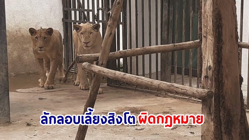 พบ "ชาวจีน" ลักลอบเลี้ยงสิงโตผิดกฎหมาย อ้างรับต่อจากเจ้าของเดิม