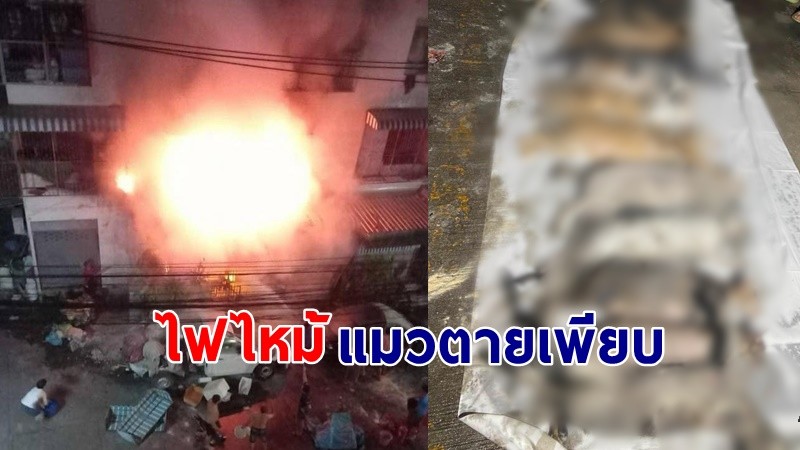 สลด ! "ไฟไหม้อาคารพานิชย์" ย่านดอนเมือง พบแมวหนีไม่ได้ ตาย 21 ตัว รอด 5 !