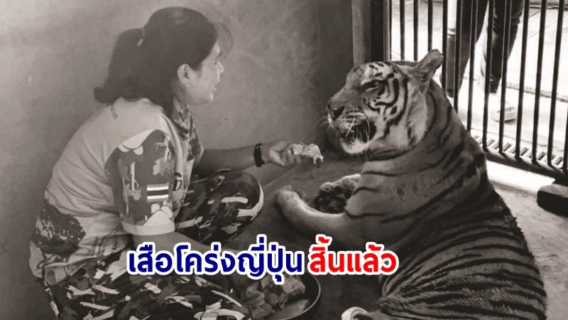 สิ้นแล้ว ! เสือโคร่งชรา "ญี่ปุ่น" แห่งบึงฉวาก จากไปด้วยวัย 17 ปี 2 เดือน