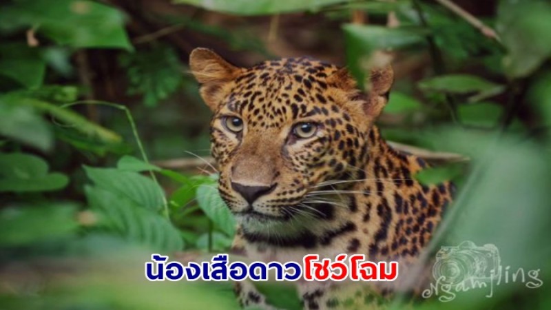 เสือดาววัยรุ่นแก่งกระจาน โชว์โฉม อวดนักท่องเที่ยวให้เก็บภาพชัดๆ