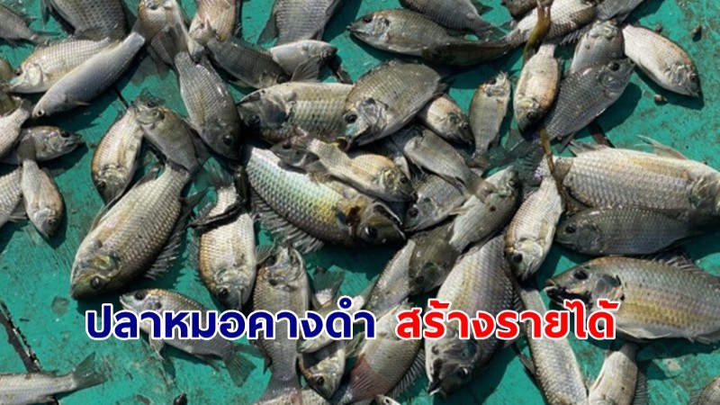 ชาวบ้านตามจับ "ปลาหมอคางดำ" สร้างรายได้หลักพันต่อวัน