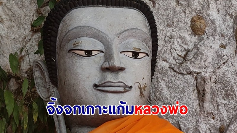 คอหวยอึ้ง! จิ้งจกโผล่เกาะแก้มหลวงพ่อองค์ใหญ่อายุ 800 ปี