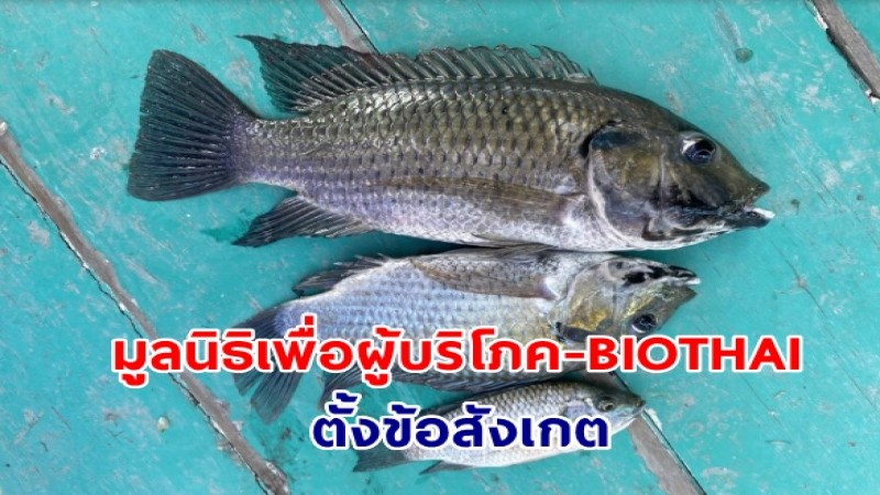 มูลนิธิเพื่อผู้บริโภค-BIOTHAI ตั้งข้อสังเกตเปิดชื่อคนกรมประมงเซ็นเอกสารนำเข้าปลาหมอสีคางดำไม่ครบ เชื่อมโยงใคร!