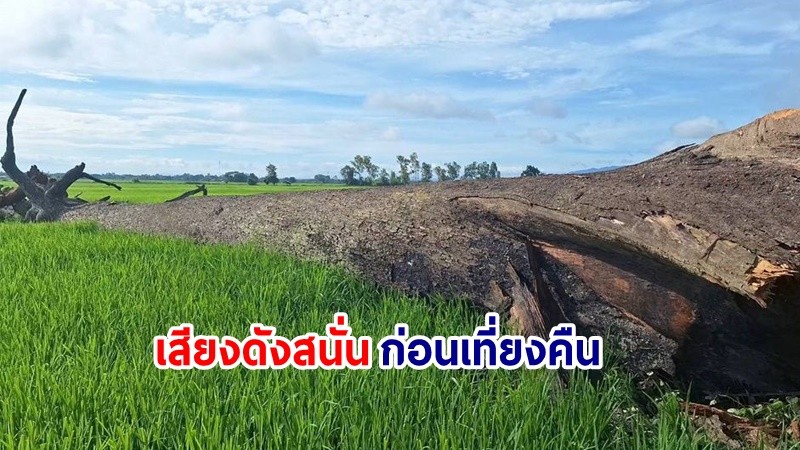 แตกตื่น ! "ต้นตะเคียนทองตายพราย" อายุกว่า 1,000 ปี โค่นล้มกลางทุ่งนา เสียงดังสนั่น