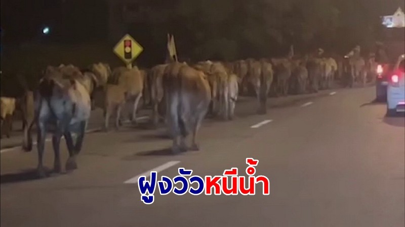 ชาวบ้านตื่นฝูงวัว 500 ตัวโผล่ถนนกลางดึก ตรวจสอบพบวัวอพยพหนีน้ำท่วม  