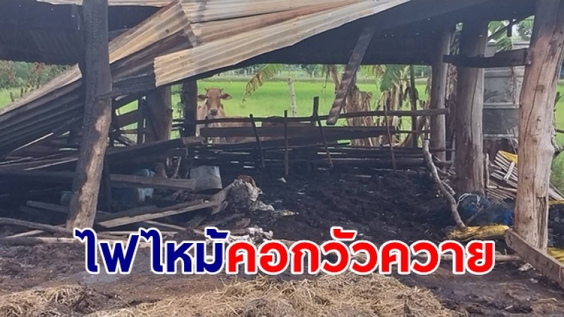 ชาวบ้านสุดสงสาร! ไฟไหม้คอกวัว ควาย เสียชีวิต แม่ควายเจ็บสาหัส ชาวบ้านสุดสงสาร