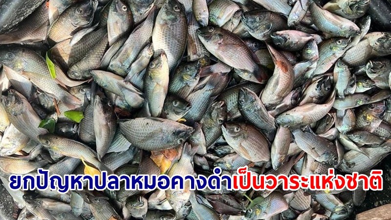 ครม.เคาะงบ 450 ล้าน แก้ปัญหาปลาหมอคางดำ ยกเป็นวาระแห่งชาติ