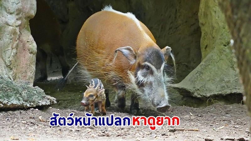 เชียงใหม่ไนท์ซาฟารี ต้อนรับสมาชิกใหม่ "หมูป่าแม่น้ำแดง" หนึ่งในสัตว์หน้าแปลกที่หาดูได้ยากในเมืองไทย