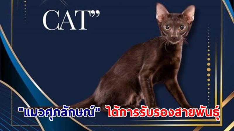 ยินดี! "แมวศุภลักษณ์" แมวไทยโบราณ ได้รับการรับรองสายพันธุ์จากสหพันธ์แมวโลก