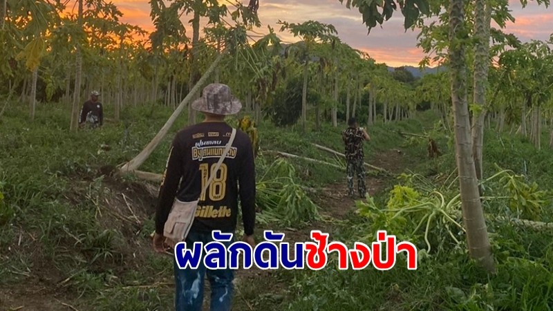 ช้างป่าว่ายน้ำข้ามคลอง จนท.ชุดผลักดันช้างป่า เฝ้าติดตามทั้งคืน จ๊ะเอ๋ 3 ตัว