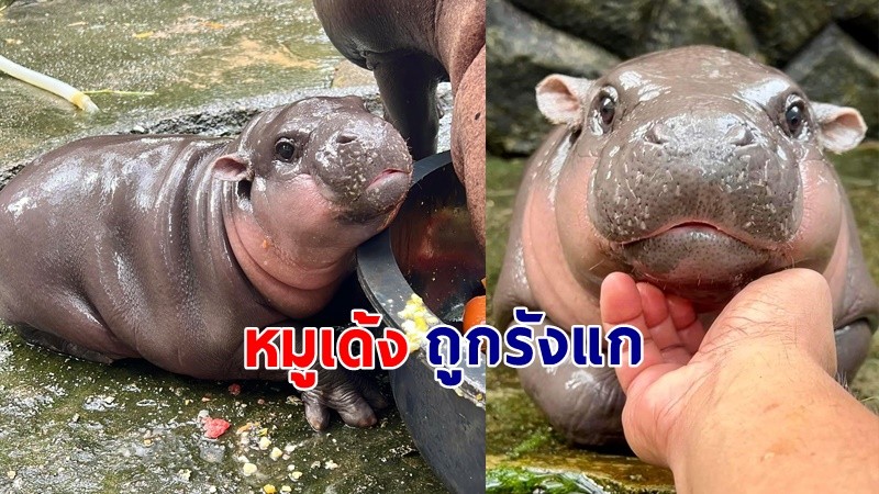 ผอ.สวนสัตว์เปิดเขาเขียว ตั้งกฏเหล็ก ป้องกัน นนท. ทำตัวไม่น่ารักกับ "น้องหมูเด้ง"