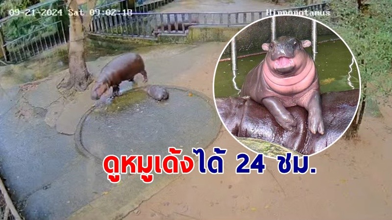 "สวนสัตว์เปิดเขาเขียว" เปิดประสบการณ์ส่อง "หมูเด้ง" และสัตว์อื่นๆได้ 24 ชม. !