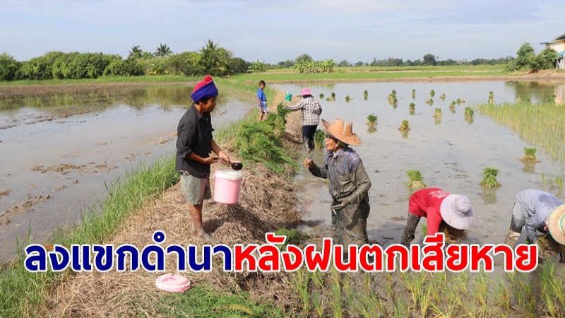 "อดีตกำนัน" ชาวนากว่า 50 คน  มาช่วยลงแขกดำนา หลังฝนตกเสียหาย 